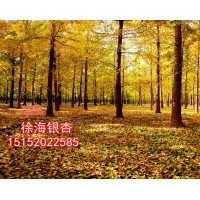 2016年銀杏樹(shù)價(jià)格