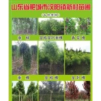 自家苗圃，出售2-8公分老式國(guó)槐