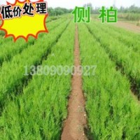 側柏，粗放管理，荒山造林側柏苗扁柏高龍柏量大優惠 側柏，
