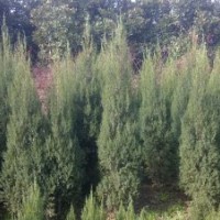 刺柏苗價格陜西刺柏價格甘肅刺柏價格河南刺柏價格湖北刺柏價格1