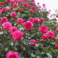 藤本薔薇