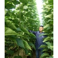 大量低價格出售3公分楸樹，5公分楸樹