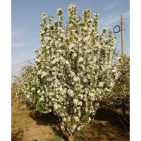 出售懷來八棱海棠樹