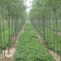 大量供應(yīng)苗木：碧玉楊、法桐、白蠟、國槐等