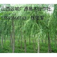 5、6公分垂柳大量低價出售