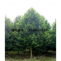 供應浙江樂昌含笑、樂昌含笑價格咨詢、樂昌含笑產地