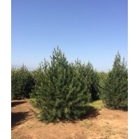 藍田優質白皮松直銷