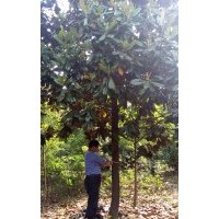 各種規格廣玉蘭