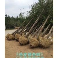 銀杏樹--銀杏培植基地