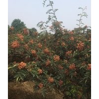 韓城市哪里有獅子頭花椒苗？
