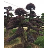 供應(yīng)紅花木蓮、竹柏、楊梅、 法國冬青、中華蚊木、紅豆杉、雪松