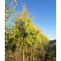 黑龍江綠寶苗木出售銀中楊、糖槭、金葉榆、黃菠蘿