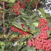 花椒苗價格、花椒苗大量低價批發