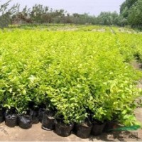 彩色綠化苗木金葉女貞黃葉女貞色塊專用苗木量大批發基地價格