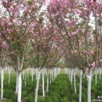 櫻花，供應(yīng)櫻花，基地供應(yīng)櫻花