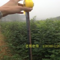 皂角樹苗 農戶直供 內有驚喜