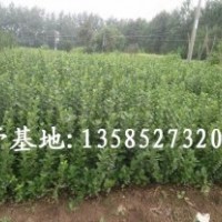常年供應(yīng)扶芳藤、小葉扶芳藤、衛(wèi)矛、五葉地錦、凌霄