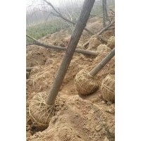 綠化國槐 優質刺槐