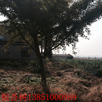 鹽城銀杏樹(shù) 大豐銀杏樹(shù) 銀杏產(chǎn)地