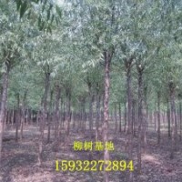 低價出售速生柳