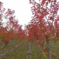 美國紅楓（秋火焰）