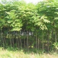 苗圃銷售5公分欒樹價格，6公分7公分欒樹價格