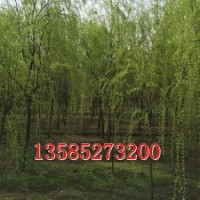 供應(yīng)垂柳2-15公分、垂柳價(jià)格、垂柳圖片、垂柳基地