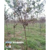 紫薇3-5公分，