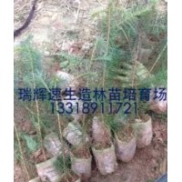 哪里有真正的速生杉苗 3代組培速生杉苗8年畝產量可達15立方