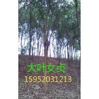 2公分女貞價格，2公分大葉女貞
