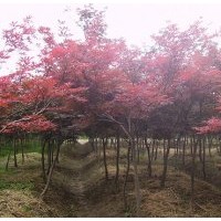 供應紅楓，紅楓小苗，紅楓批發。