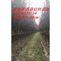 供應石楠、海桐、桂花、梅花、女貞等