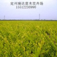 黃櫨價(jià)格、紅葉李價(jià)格、水臘、榆葉梅基地