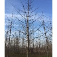 專業供應綠化苗木