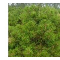 專業供應《華山松100萬》