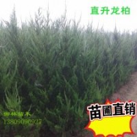 荒山造林側柏苗扁柏苗，刺柏高龍柏，