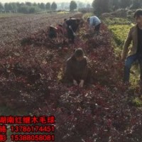 兩大趨勢將影響苗木行業,那2016年我們應該種什么樣的苗呢？