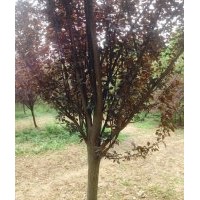 長年供應花灌木紫葉李,紫薇（百日紅）,西府海棠