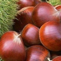 供應大紅袍板栗苗寶元板栗苗板栗實生苗華豐板栗苗板栗種子