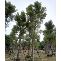 香樟大樹
