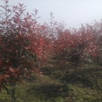 紅葉石楠