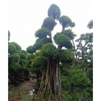 廣西自然型小葉榕樁頭（嫁接造型小葉榕）榕樹樁頭金錢榕盆景批發