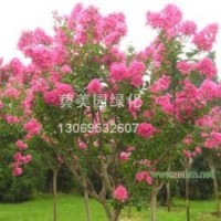 河南檜，國槐，白臘，欒樹，復(fù)葉槭，絲棉木，紫薇，法桐，女貞，