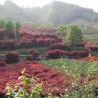 優質供應地彺9公分紅楓