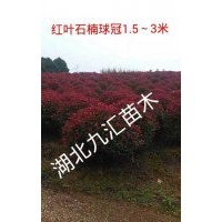 紅葉石楠球、紅繼木球、女貞球、含笑球、杜鵑球、茶梅球
