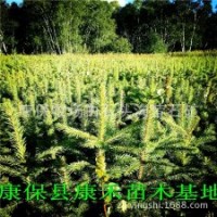 張家口壩上草原苗地轉讓