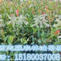 長林高產品種1年生嫁接油茶樹苗春季種植高存活率高產1000起包郵