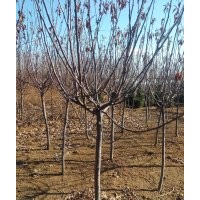 亞當(dāng)海棠基地_紅葉小檗最新價格_膠東衛(wèi)矛大量出售