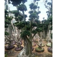 漳州嫁接造型榕樹樁頭永秀花卉基地批發供應