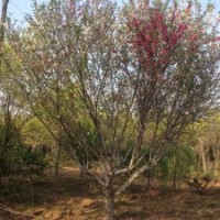 櫻花樹，山東櫻花樹基地，櫻花樹苗圃直銷